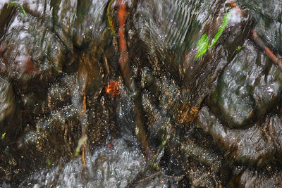 Trees in water