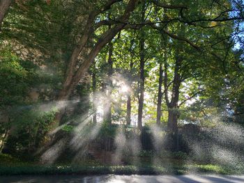 Sun shining through trees