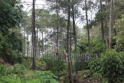 Trees in forest