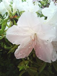 Close-up of wet white flowers blooming outdoors