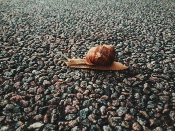 Close-up of snail on road