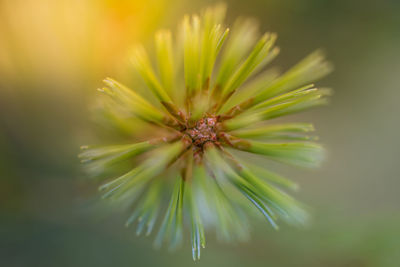 Close-up of flower head