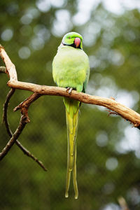 Close-up of bird perching on branch