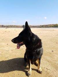 Dog on sand at beach against sky