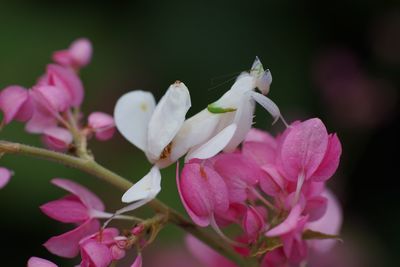 Close-up of pink flowers