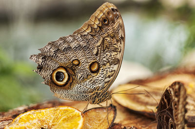 Close-up of butterfly