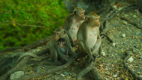 Monkey sitting outdoors