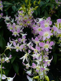 Close-up of purple flowers