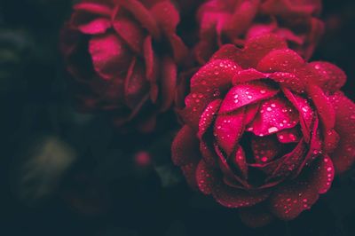 Close-up of wet red rose blooming outdoors