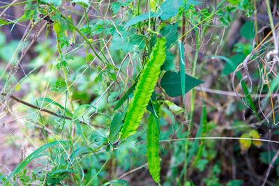 Close-up of lizard on land
