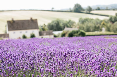 Purple flowering plants on field