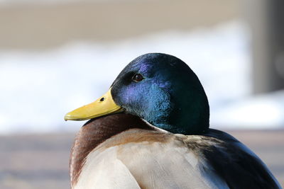 Close-up of bird against blurred background