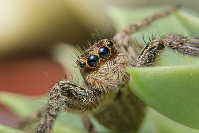 Close-up of jumping spider on leaves