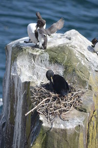 Bird perching on rock by lake