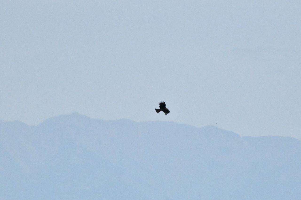 animals in the wild, animal wildlife, animal themes, vertebrate, bird, animal, sky, copy space, one animal, mountain, beauty in nature, day, flying, nature, clear sky, scenics - nature, no people, tranquil scene, low angle view, outdoors, snowcapped mountain