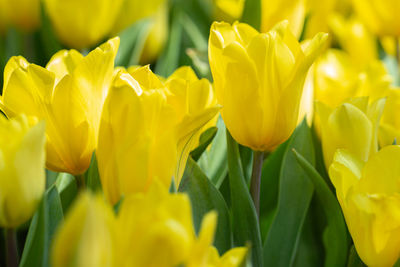 Close-up of yellow tulips