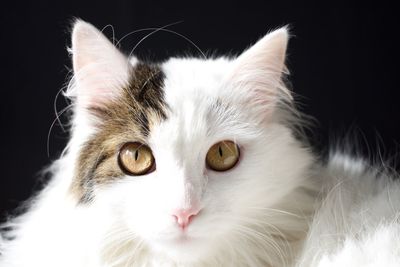 Close-up portrait of cat at night