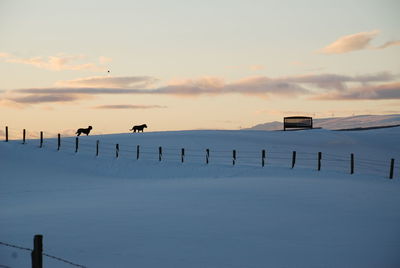 Silhouette birds on snow covered landscape against sky
