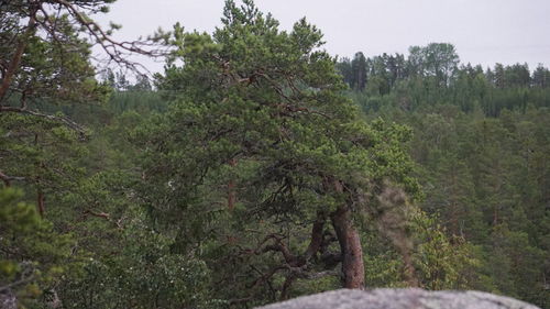 Trees in forest against sky