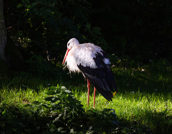 Bird perching on a field