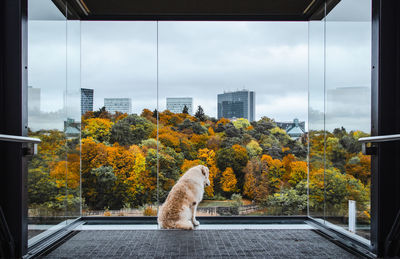 View of cat looking through window