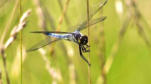 Close-up of dragonfly on grass