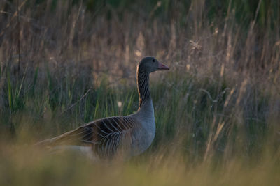 Side view of a bird on field