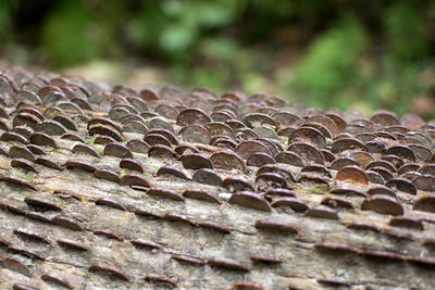 Close-up of textured wood in forest