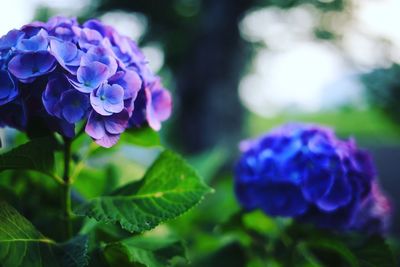 Close-up of purple flowers blooming outdoors