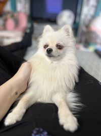 pet