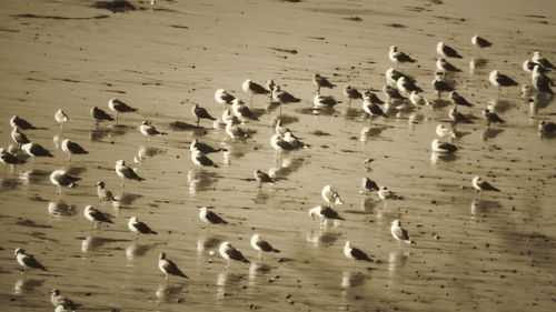Flock of birds on beach