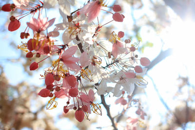 Low angle view of cherry blossoms in spring