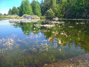 Scenic view of lake in forest