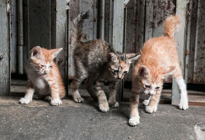 Cats on street