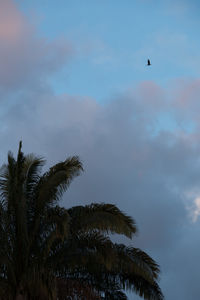 Low angle view of palm trees against cloudy sky