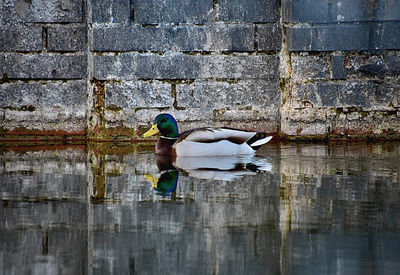 Reflection of man on wall by lake