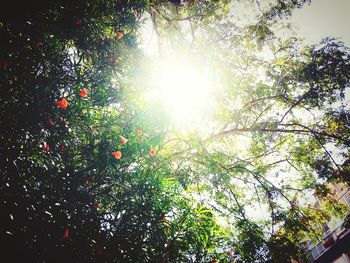 Low angle view of trees