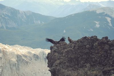 Vultures perching on mountain