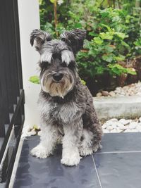 Portrait of dog sitting outdoors