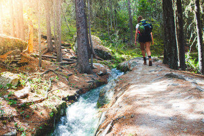 Full length rear view of man walking in forest