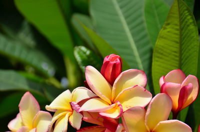 Close-up of frangipani on plant