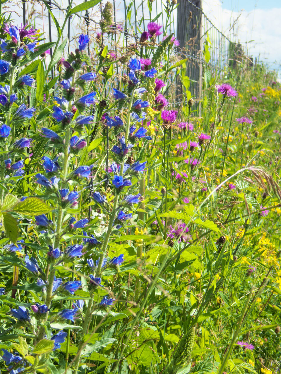 PURPLE FLOWERING PLANTS ON FIELD