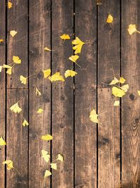 High angle view of yellow flowering plant on wooden table