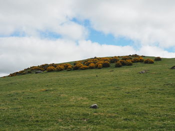 Scenic view of field against sky