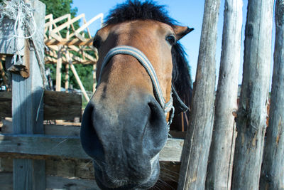Close-up of goat on wooden fence