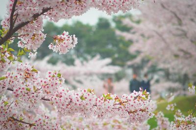 Close-up of pink cherry blossoms in spring