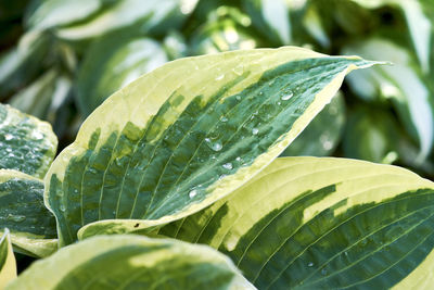 Close-up of wet leaves