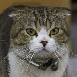 Close-up portrait of a cat