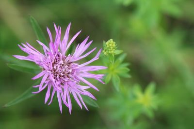 Close-up of purple flowering plant