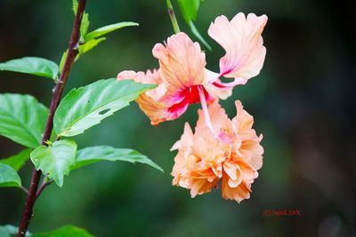 Close-up of flowers blooming outdoors